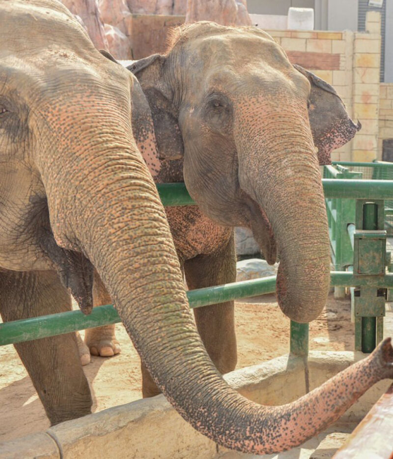 عکس باغ وحش امارات در ابوظبی