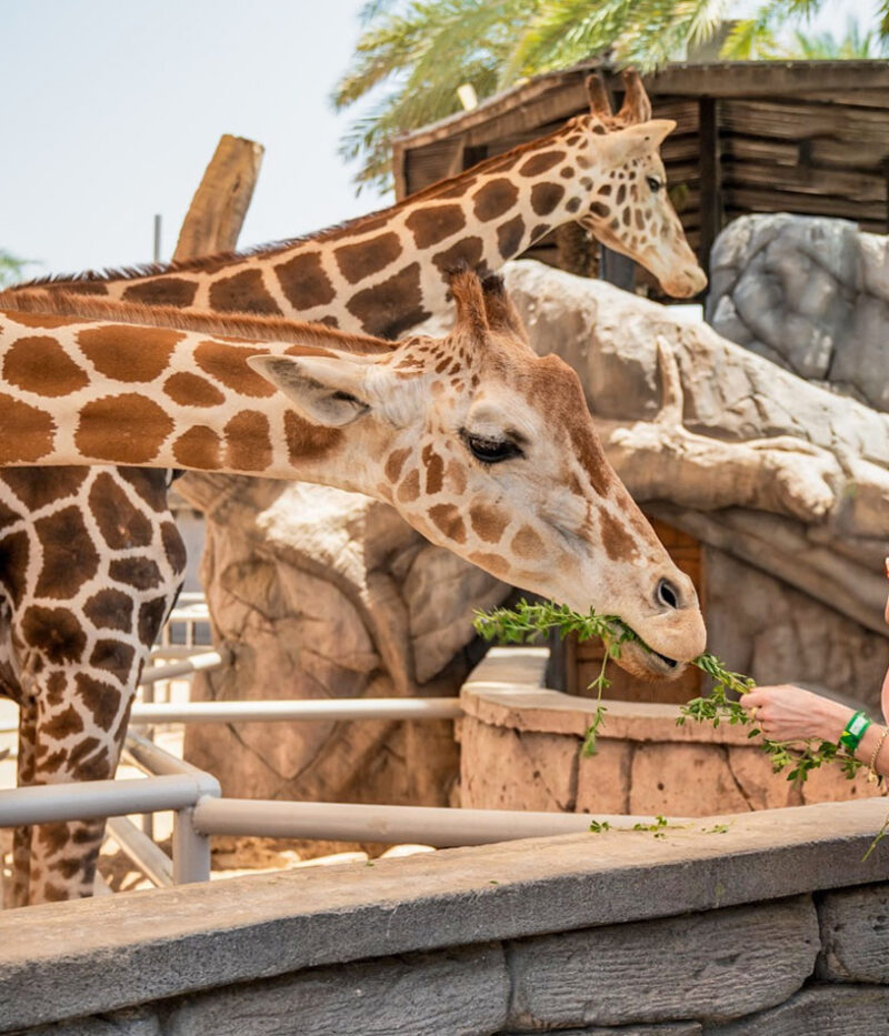 خرید ووچر باغ وحش امارات در ابوظبی