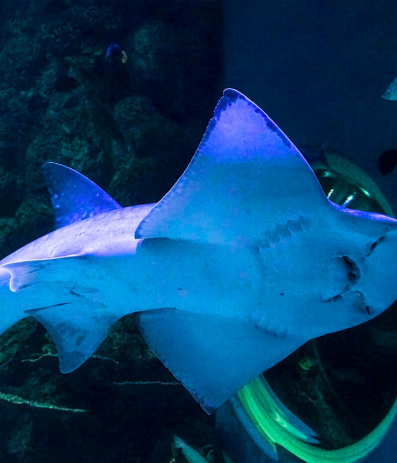 عکس آکواریوم عمان