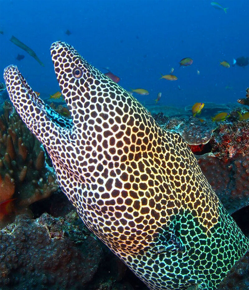 آکواریوم مسقط