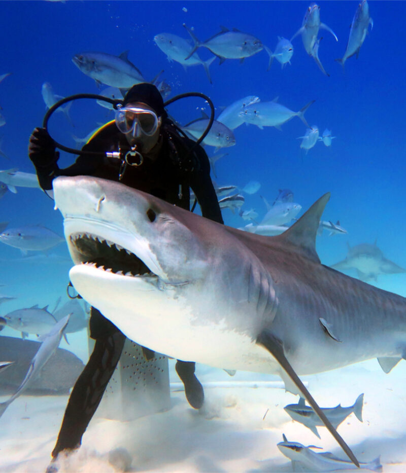 عکس آکواریوم و باغ وحش زیر آب دبی مال