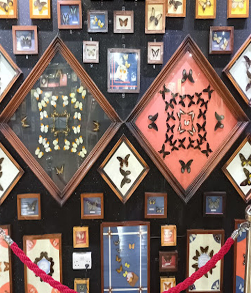 موزه باغ پروانه دبی