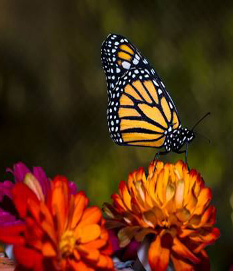 هزینه بلیط باغ پروانه دبی