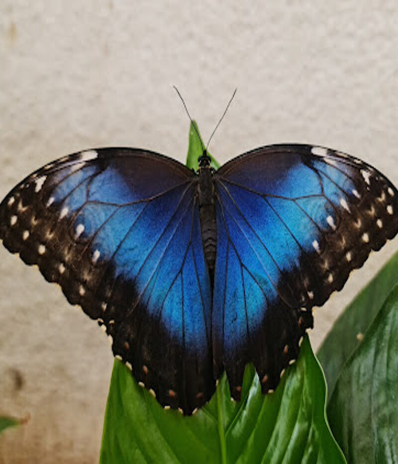 ووچر باغ پروانه دبی