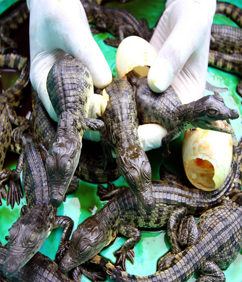 هزینه بلیط پارک کروکودیل دبی