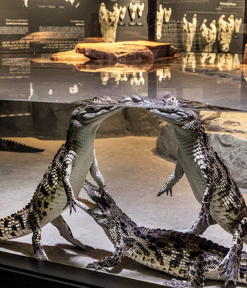 ووچر پارک کروکودیل دبی