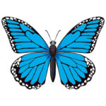 Butterfly Gardens