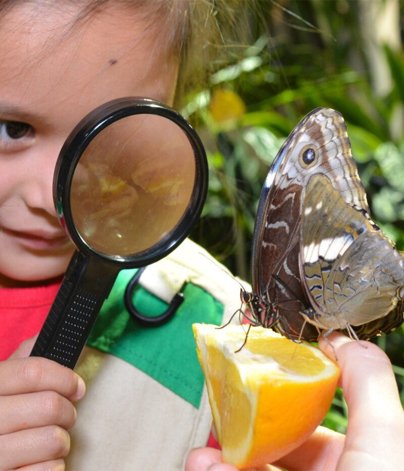 قوانین باغ پروانه ابوظبی