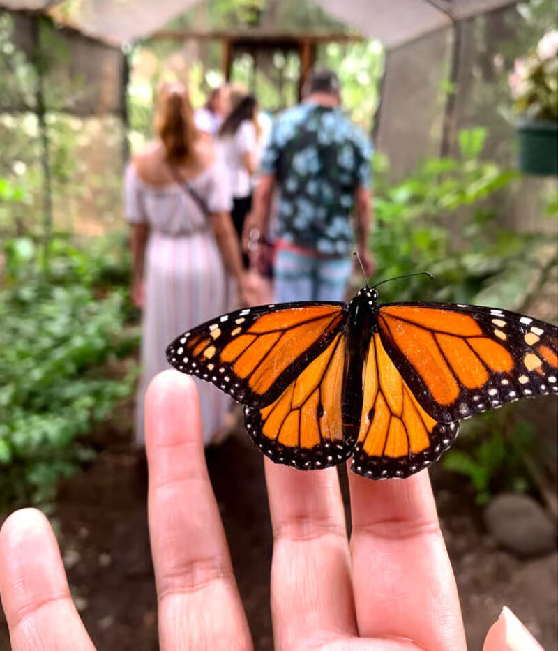 قیمت بلیط باغ پروانه ابوظبی