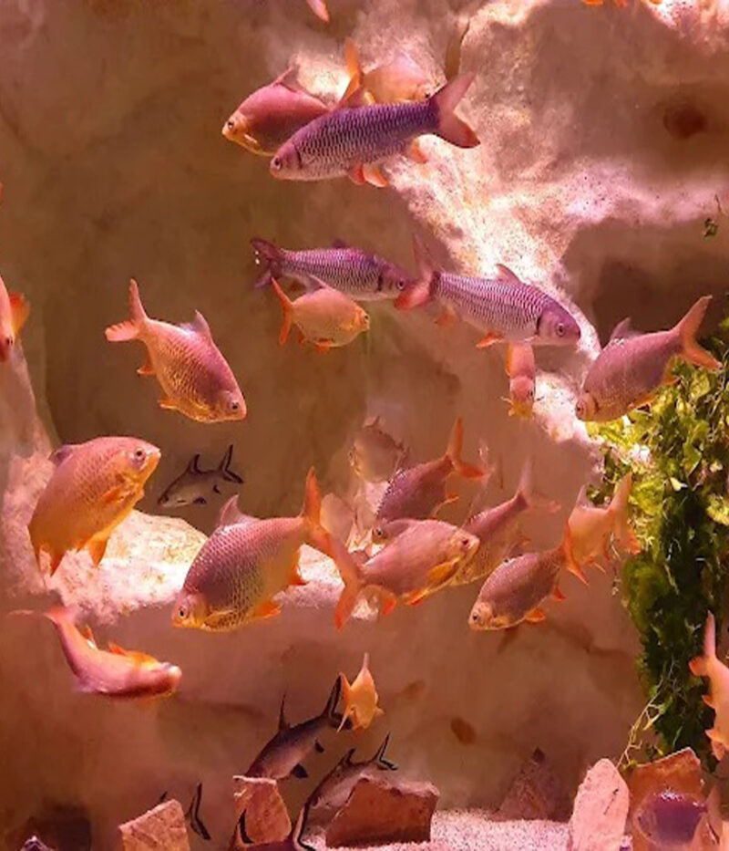 بخش های مختلف آکواریوم آنتالیا