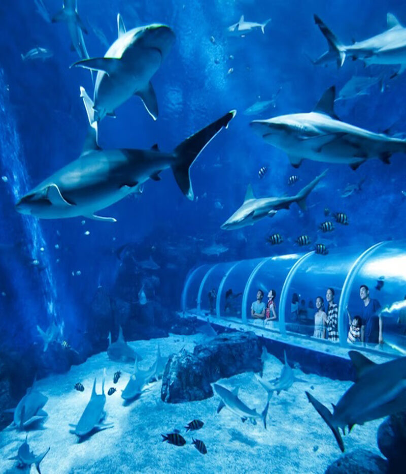 تصاویر آکواریوم اوشناریوم سنگاپور