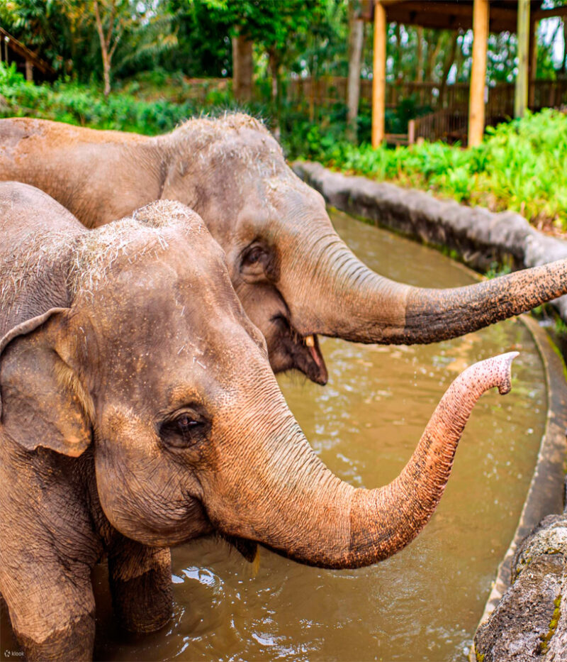 هزینه بلیط باغ‌وحش سنگاپور با تراموا سواری