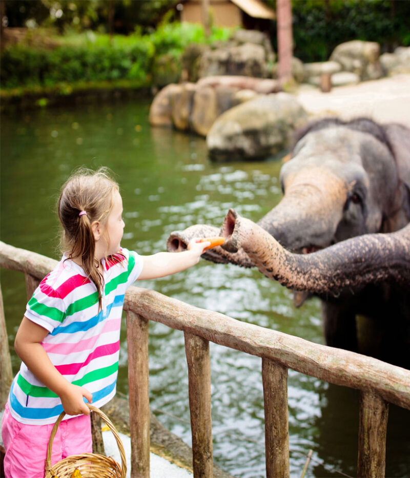 خرید بلیط باغ‌وحش سنگاپور با تراموا سواری