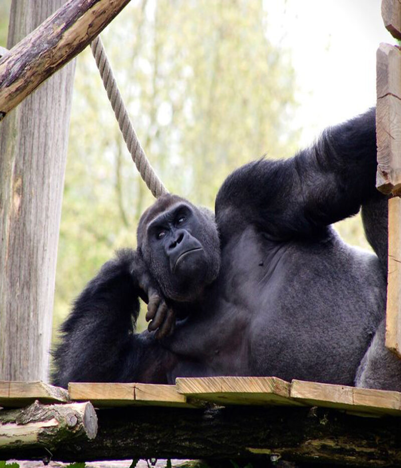 تصاویر باغ‌وحش سنگاپور با تراموا سواری