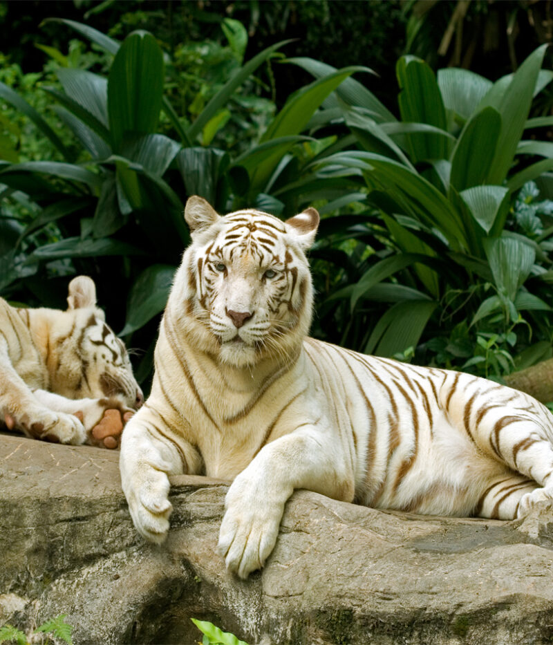 قوانین بلیط باغ‌وحش سنگاپور با تراموا سواری